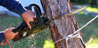 How Our Tree Care Process Works  in  Lenoir, NC