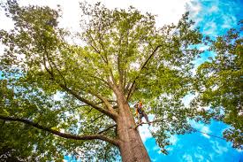 Best Utility Line Clearance  in Lenoir, NC