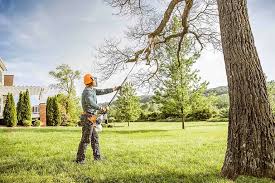 Best Tree Trimming and Pruning  in Lenoir, NC