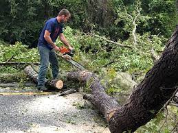 Best Tree Preservation Services  in Lenoir, NC