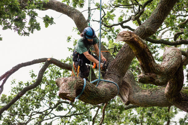 Best Tree Maintenance Programs  in Lenoir, NC