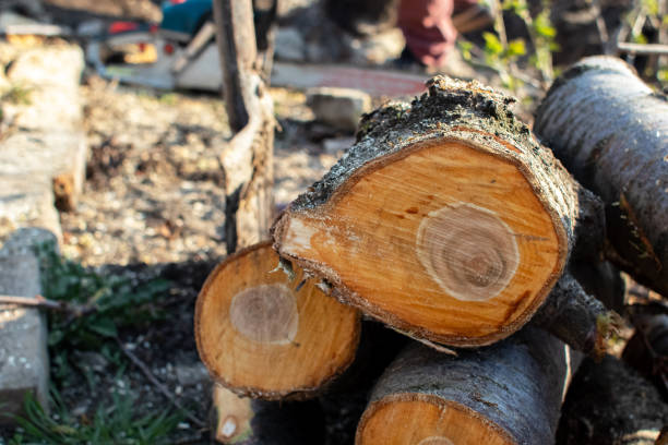 Tree and Shrub Care in Lenoir, NC