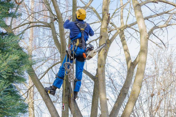 Best Stump Grinding and Removal  in Lenoir, NC