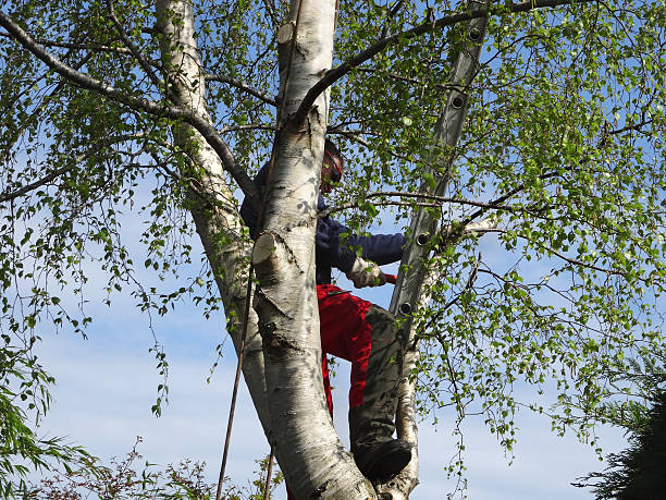 Best Tree Planting  in Lenoir, NC