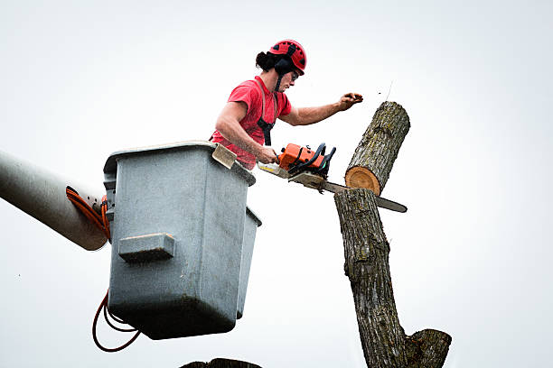 Professional Tree Services in Lenoir, NC