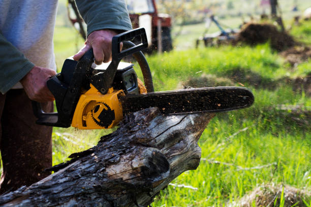 Best Storm Damage Tree Cleanup  in Lenoir, NC