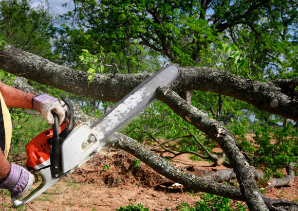 Best Tree Risk Assessment  in Lenoir, NC